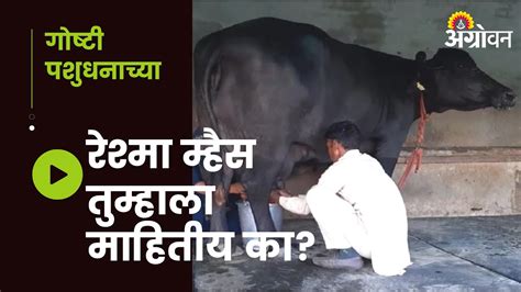 Reshma Buffalo देते इतक्या दुधाचे उत्पादन Reshma Buffalo Milk Production ॲग्रोवन Youtube