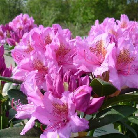 Rhododendron Delta Hardy Hybrid ScotPlants Direct UK