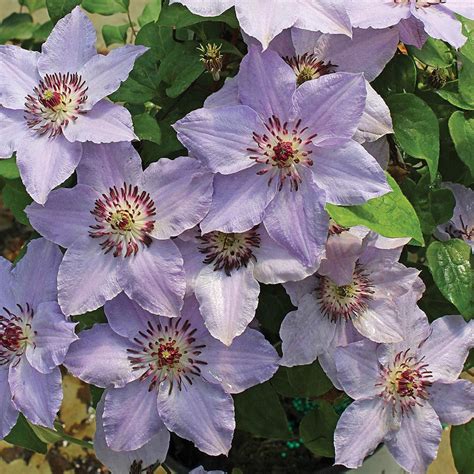 Clematis Still Waters™ Clematis Flower White Flower Farm Clematis