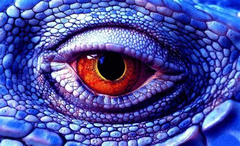 Ochi De Soparla Lizard Eye Reptile Eye Lizard