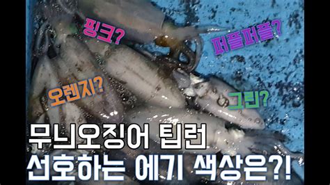 동해권 영덕 무늬오징어 팁런 선상낚시 퍼플퍼플을 뒤따라는 에기 색상 추천 Youtube