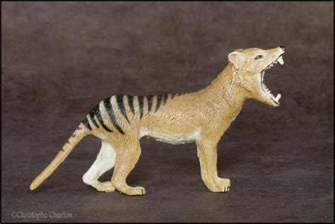 Southlands Replicas Thylacine The Toy Walkaround By Kikimalou