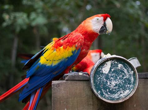 Copán Ruinas se llena de alegría con el Guacamaya Fest II