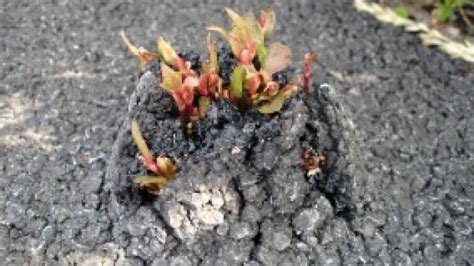 Concrete Breaking Japanese Knotweed Sprouting In Alberta Calgary