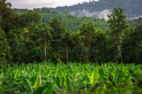 Kerala Banana Plantation Stock Photo Image Of Agriculture 38733476