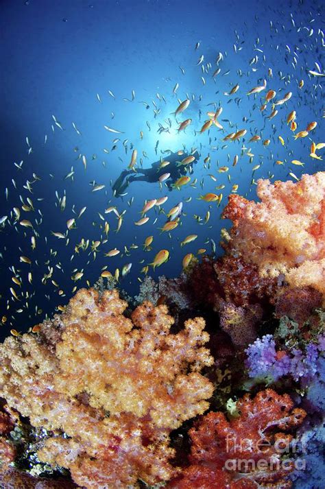 Diver Watching A Reef Photograph By Scubazooscience Photo Library Pixels