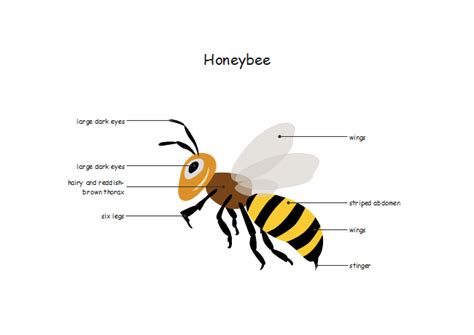 Free Honeybee Diagram Templates