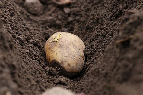 Kartoffeln Legen Der Perfekte Abstand Gartenlexikon De