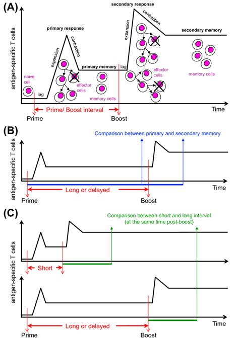 Antigen Specific T Cell Response By Prime Boost Vaccination A