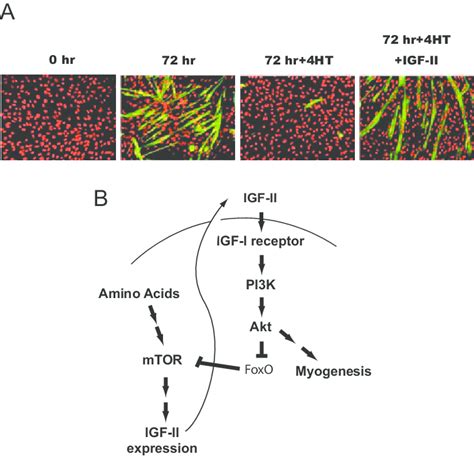 Exogenous IGF II Rescues Myogenic Differentiation From Inhibition By