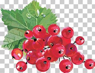 Juice Redcurrant Blackcurrant Gooseberry Fruit Png Clipart Berries