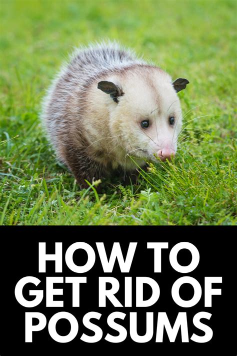 How To Get Rid Of Possums In Your Yard And Home Artofit