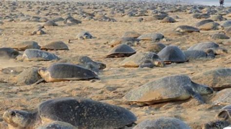 Watch Olive Ridley Turtles Arrive At Odishas Rushikulya Beach