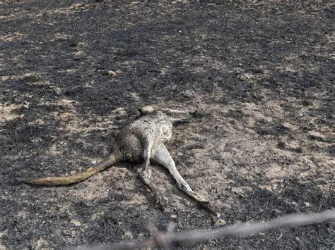 Trois Milliards Danimaux Ont Br L Dans Les Feux De For T En Australie