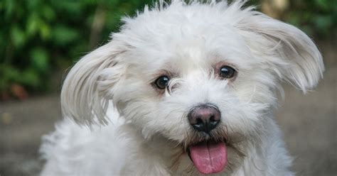 37+ Bichon Frise Poodle Mix Adoption Picture - Bleumoonproductions