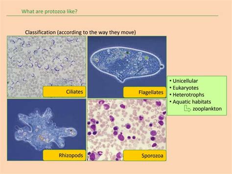 Protista | PPT