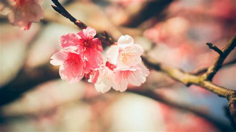 배경 화면 식품 피사계 심도 꽃들 자연 빨간 사진술 닫다 분기 과일 벚꽃 담홍색 봄 가을 식물 시즌