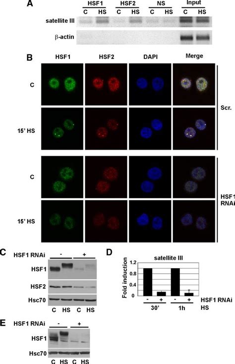 Stress Induced Localization Of Hsf2 Into The Nsbs Is Hsf1 Dependent