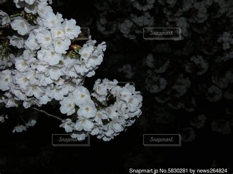 ライトアップされた夜桜の写真・画像素材[5830281] Snapmart（スナップマート）