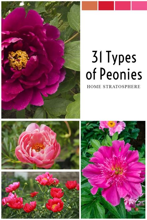 Types Of Peonies All Colors Bloom Types And Varieties Artofit