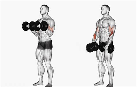 8 Best Bicep Exercises With Dumbbells Sam Sports Uae