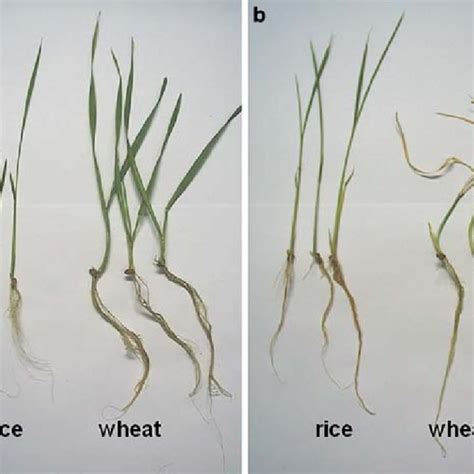 Fourteen Day Old Rice And Nine Day Old Wheat Seedlings After 24 H Download Scientific Diagram