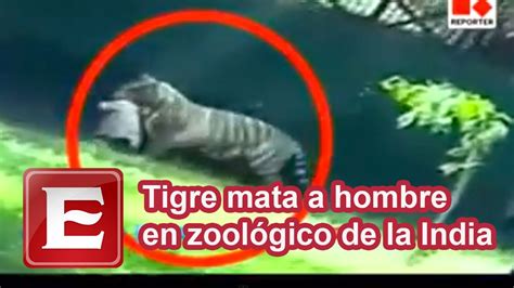 Tigre mata a hombre en zoológico de la India YouTube