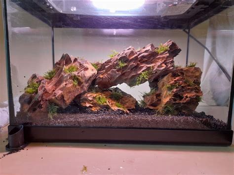 Hardshape Aquarium L With Dragonstone Moss In