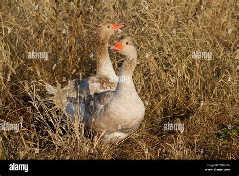 American Buff Goose Hi Res Stock Photography And Images Alamy