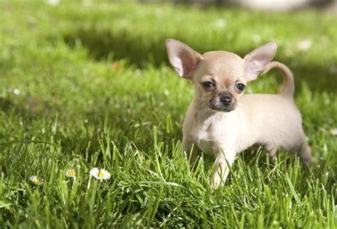 Cómo saber si mi CHIHUAHUA es PURO Características físicas y