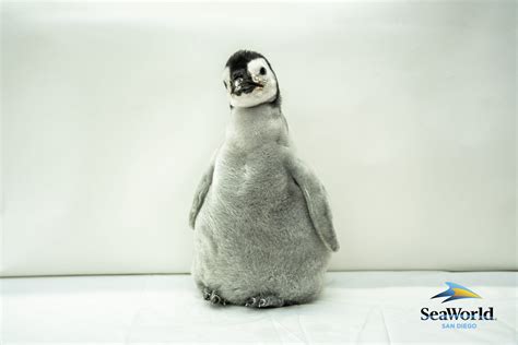 Seaworld San Diego Announces Name Of New Emperor Penguin Chick Pearl Times Of San Diego