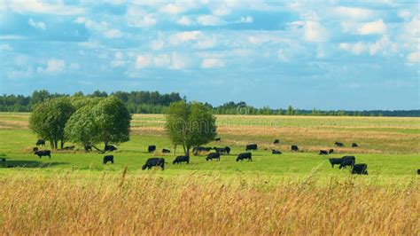 Black Angus Cattle Cows Grazing On Farmland Cows Grazing On A Green