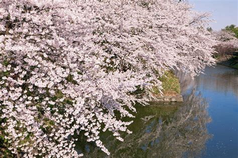 无人 横图 室外 白天 正面 旅游 度假 幸福 纯洁 河流 美景 树林 水 植物 樱花 日本 亚洲 阴影 盛开 光线 影子 河水 景观 水流