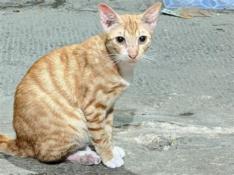 5 Fakta Unik Kucing Oren Yang Jarang Disadari Salah Satunya Paling