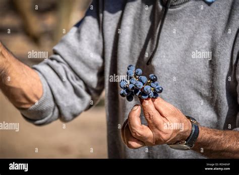 Grapes In A Chilean Vineyard Santiago Chile Stock Photo Alamy