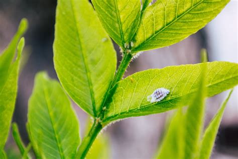 Green Leaf · Free Stock Photo