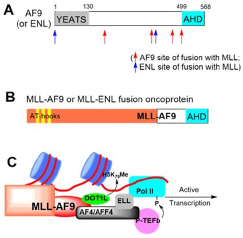 Illustration Of A Af9 Or Enl Protein B Mll Af9 Enl Fusion