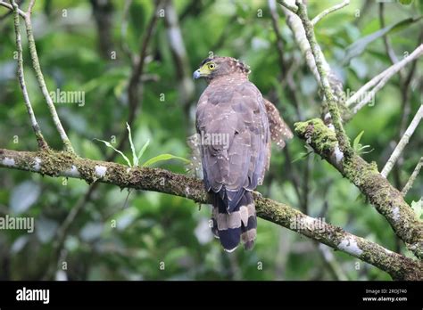 The Philippine serpent eagle (Spilornis holospilus) is an eagle found ...