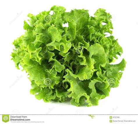 Folha Da Salada Alface Isolada No Fundo Branco Imagem De Stock Imagem