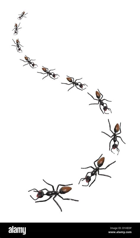 Row Of Ants Hi Res Stock Photography And Images Alamy