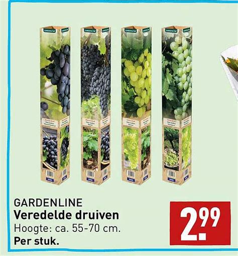 Gardenline Veredelde Druiven Aanbieding Bij ALDI 1Folders Nl