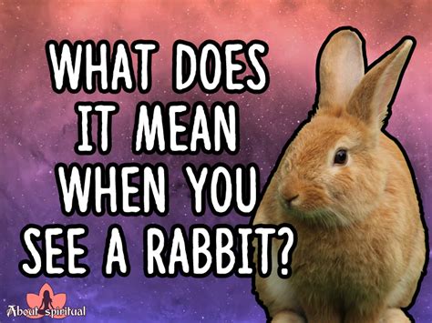 What Does It Mean When You See A Rabbit Meanings About Spiritual