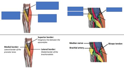 Cubital Fossa Elbow And Radioulnar Joints Flashcards Quizlet