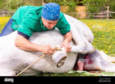 Lipizzaner Kastration Eines Hengstes Die Tierärztin Sieht Nach Der Narkotisierten Pferd