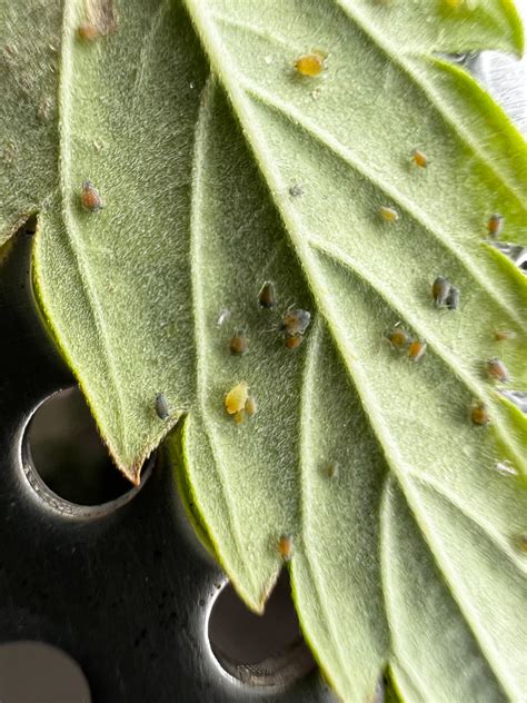 Aphids Greenflies And Cannabis How To Get Rid Of It Quickly