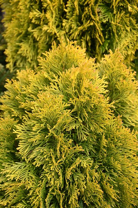 Golden Emerald Arborvitae Thuja Occidentalis Jantar In Ajax