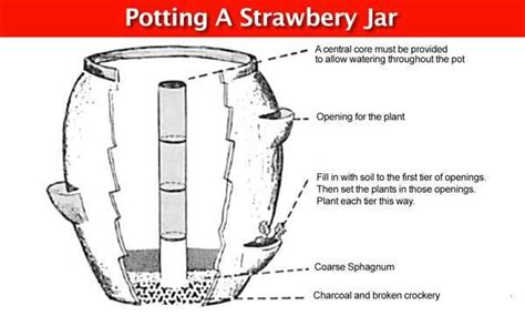 What Is A Strawberry Jar And How Do You Plant One Plants In Jars