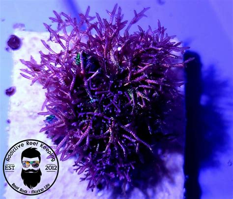 Rare Champia Sp Macro Algae Frag Addictive Reef Keeping