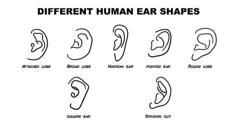 what ear shape says about you