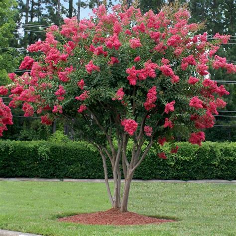 All You Need To Know About The Crape Myrtle — Coastal Shores Landscape